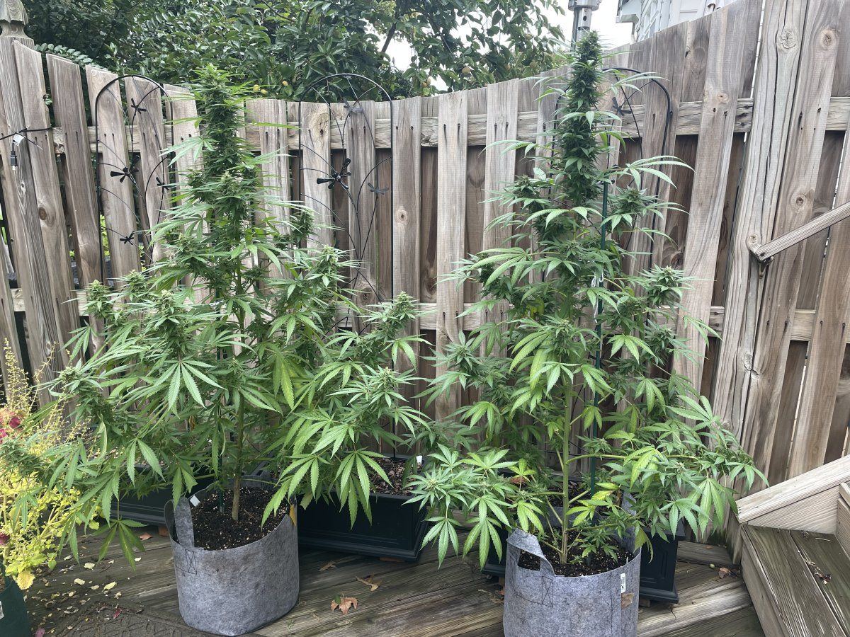 GDP THC Bomb  09 29 2023 01