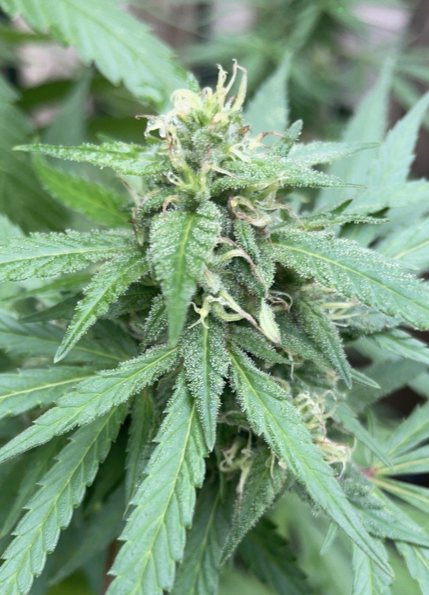GDP THC Bomb  09 29 2023 04