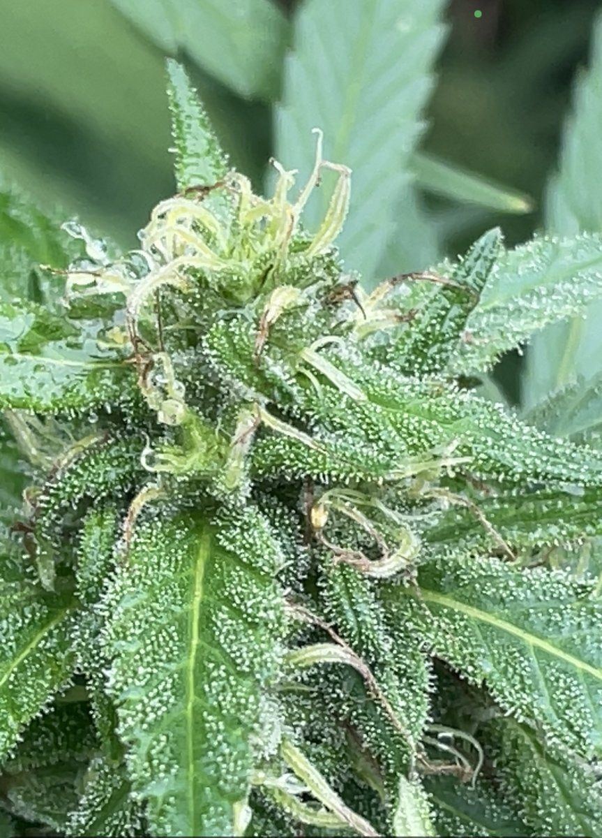 GDP THC Bomb  09 29 2023 05