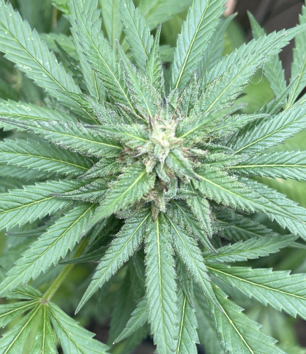 GDP THC Bomb  09 29 2023 07
