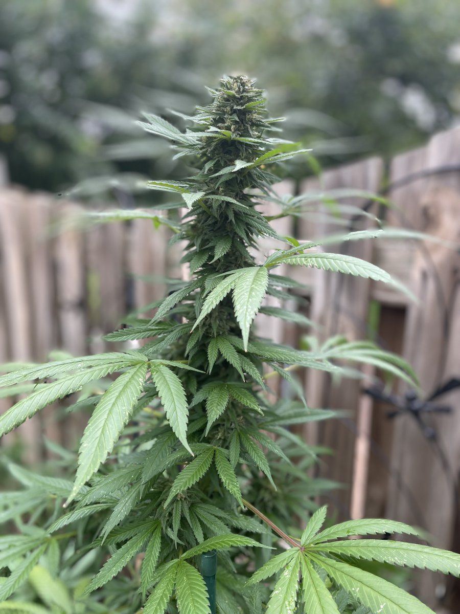GDP THC Bomb  09 29 2023 11