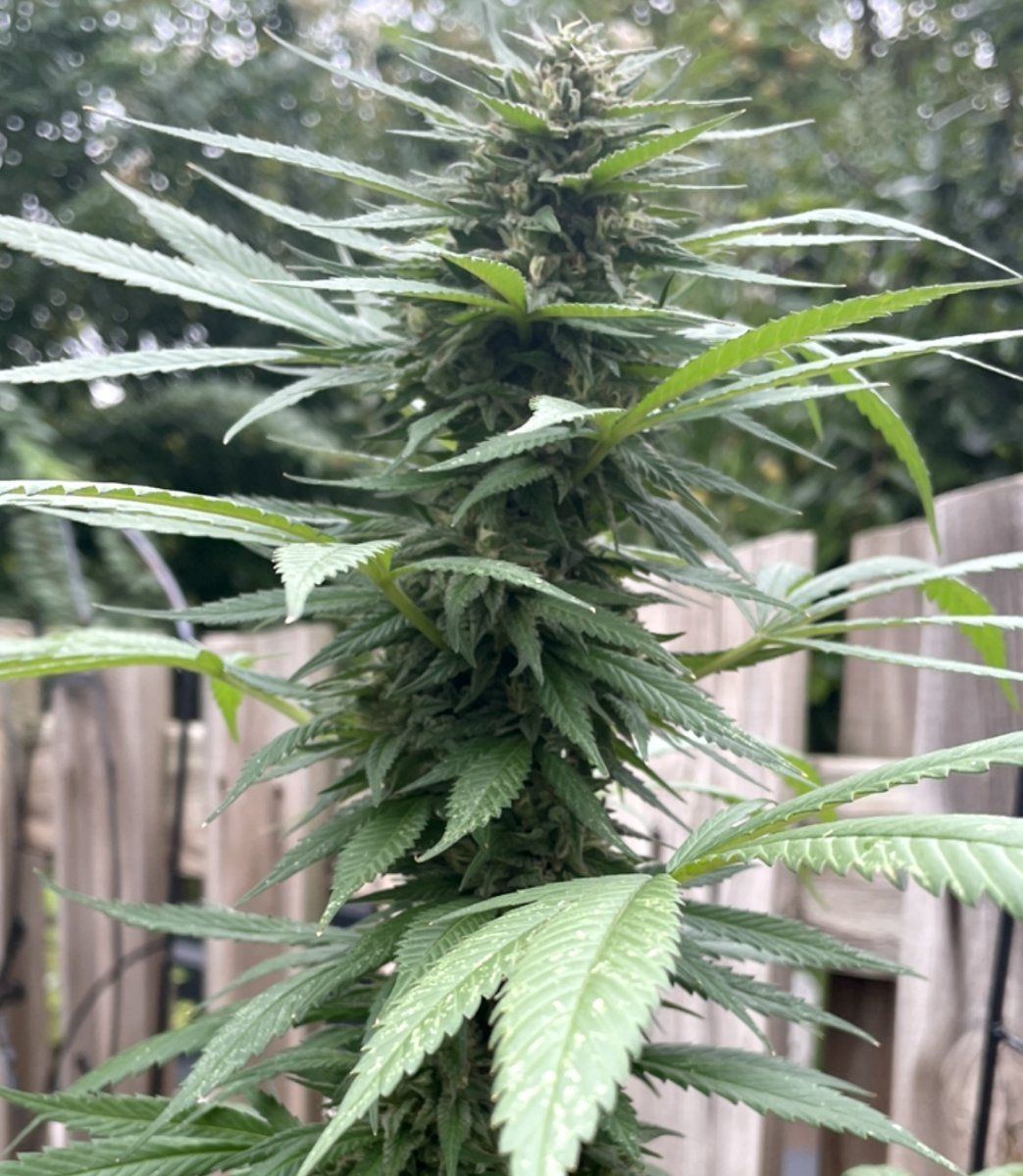 GDP THC Bomb  09 29 2023 13