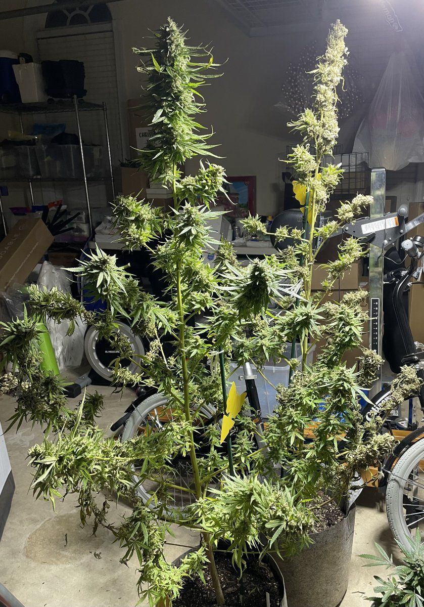 GDP THC Bomb  11 01 2023 01