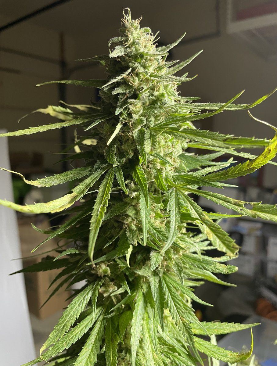 GDP THC Bomb  11 01 2023 02