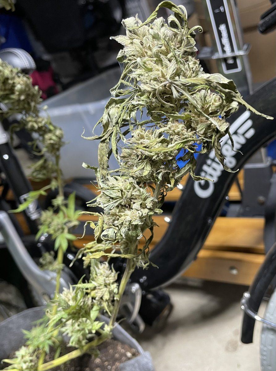 GDP THC Bomb  11 01 2023 04