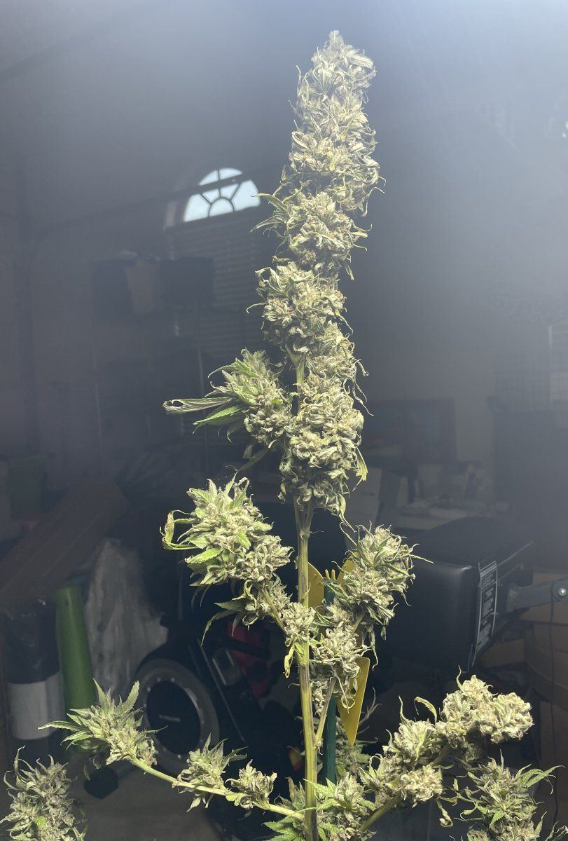 GDP THC Bomb  11 02 2023 01