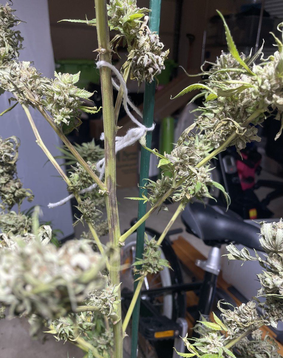 GDP THC Bomb  11 02 2023 02