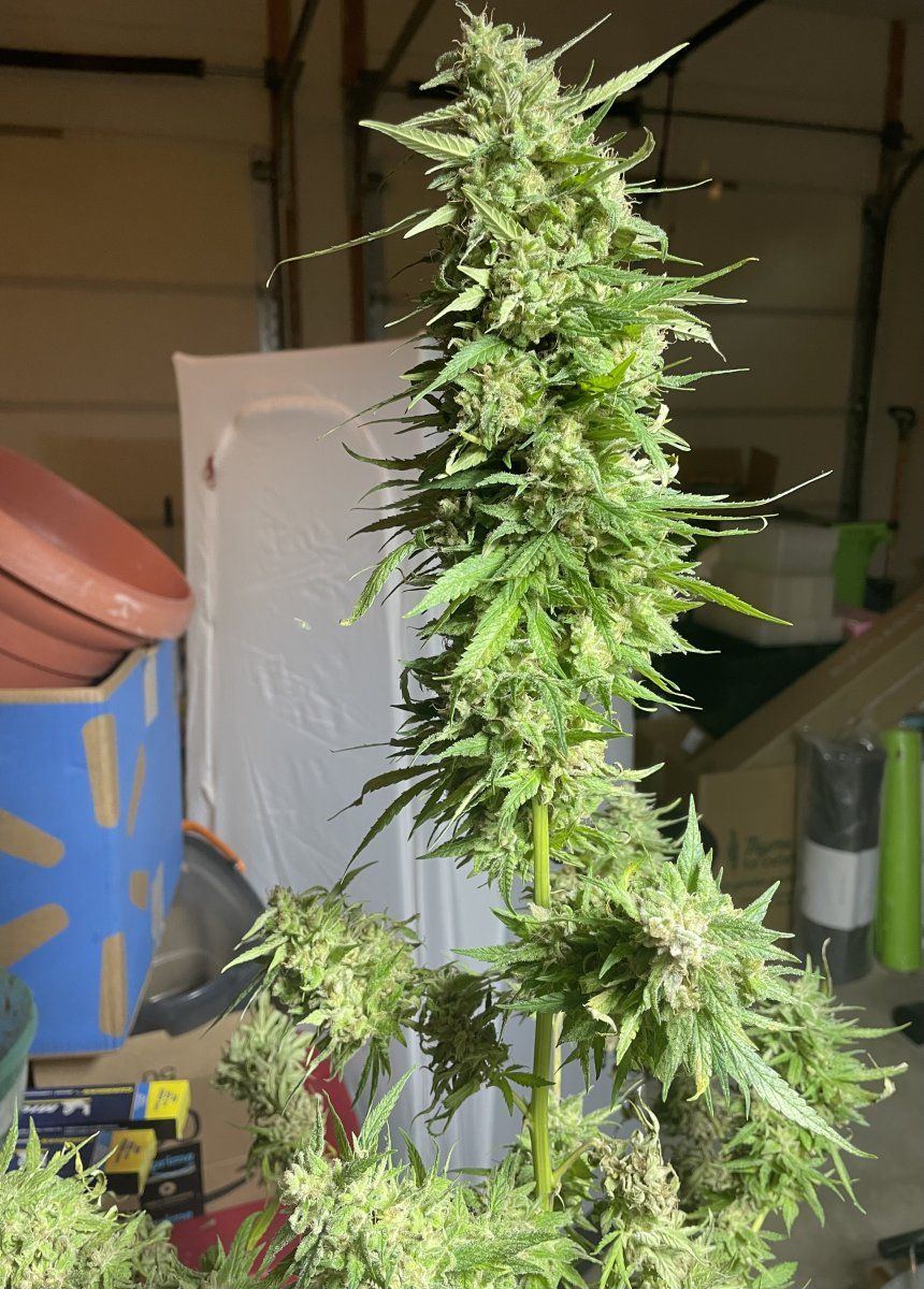 GDP THC Bomb  11 02 2023 03   Copy