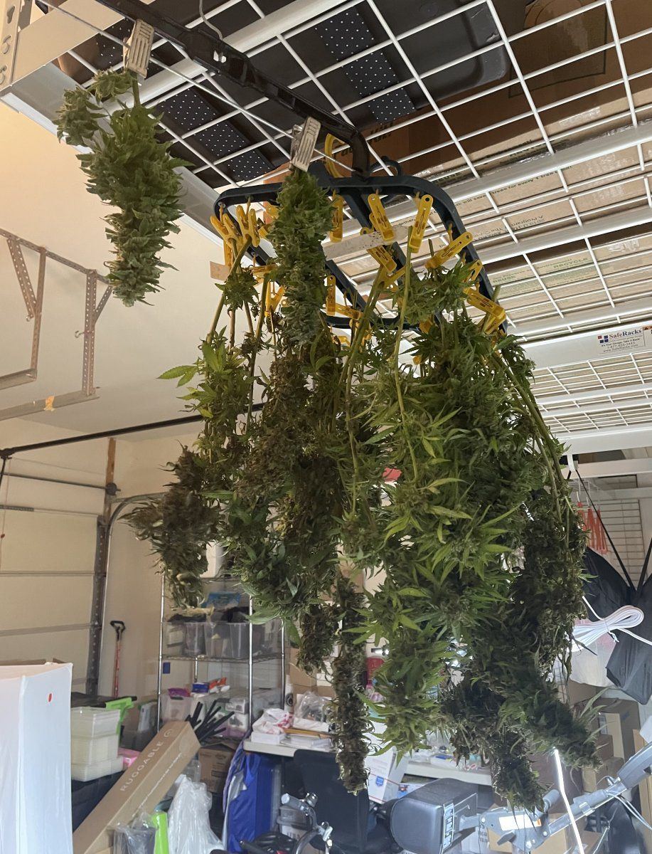 GDP THC Bomb  11 02 2023 06   Copy