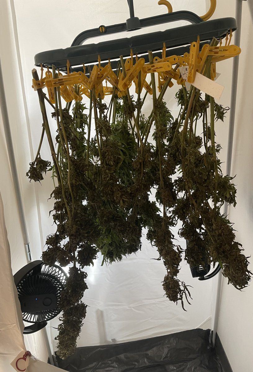 GDP THC Bomb  11 03 2023 01