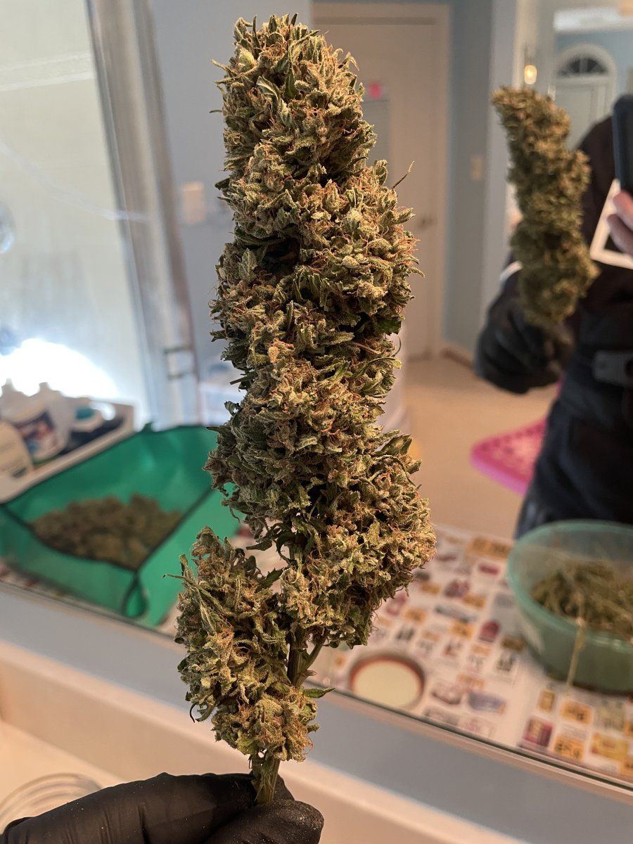 GDP THC Bomb  11 11 2023 01