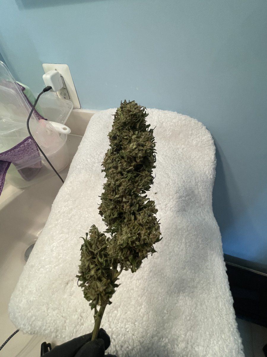 GDP THC Bomb  11 11 2023 02