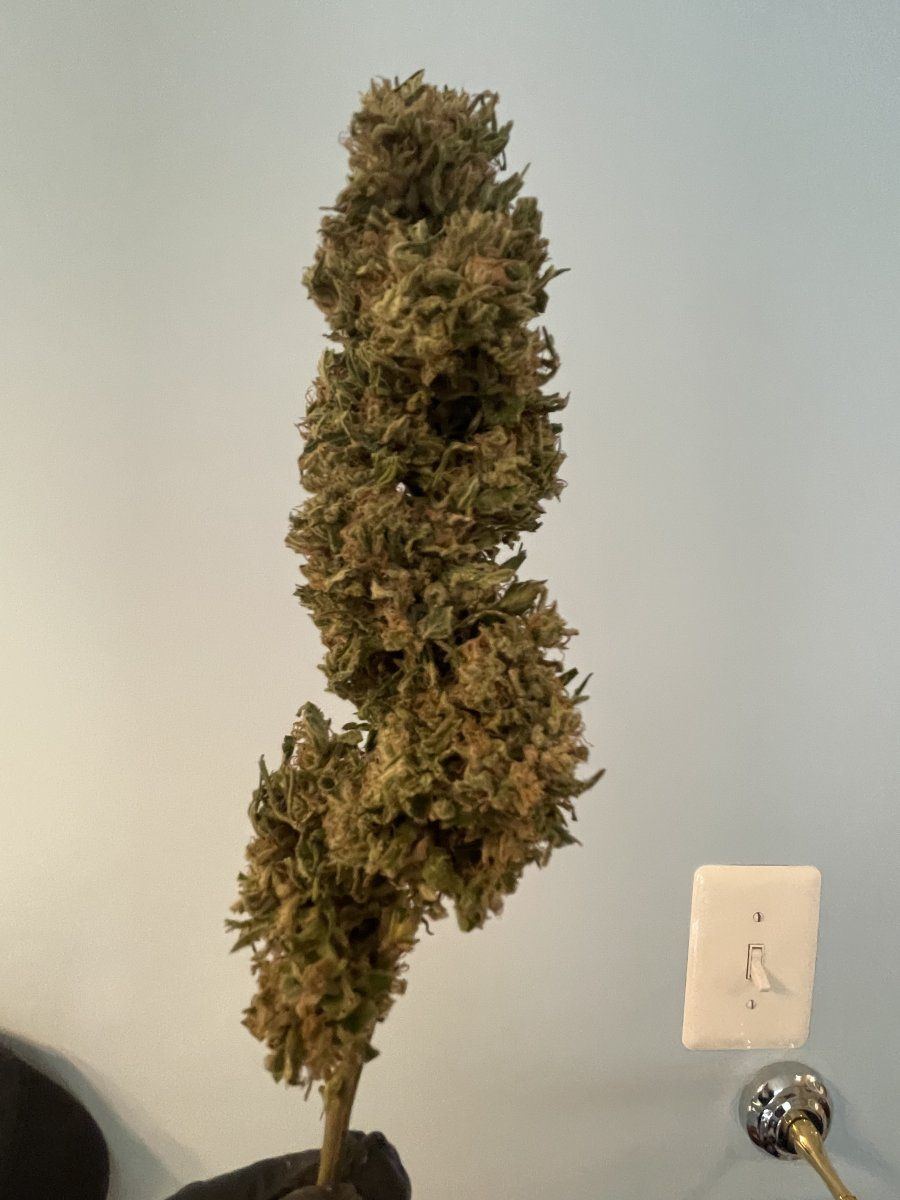 GDP THC Bomb  11 11 2023 03