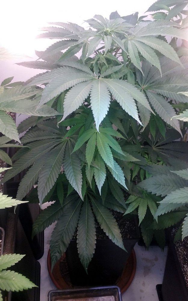 Gdpruntmale0