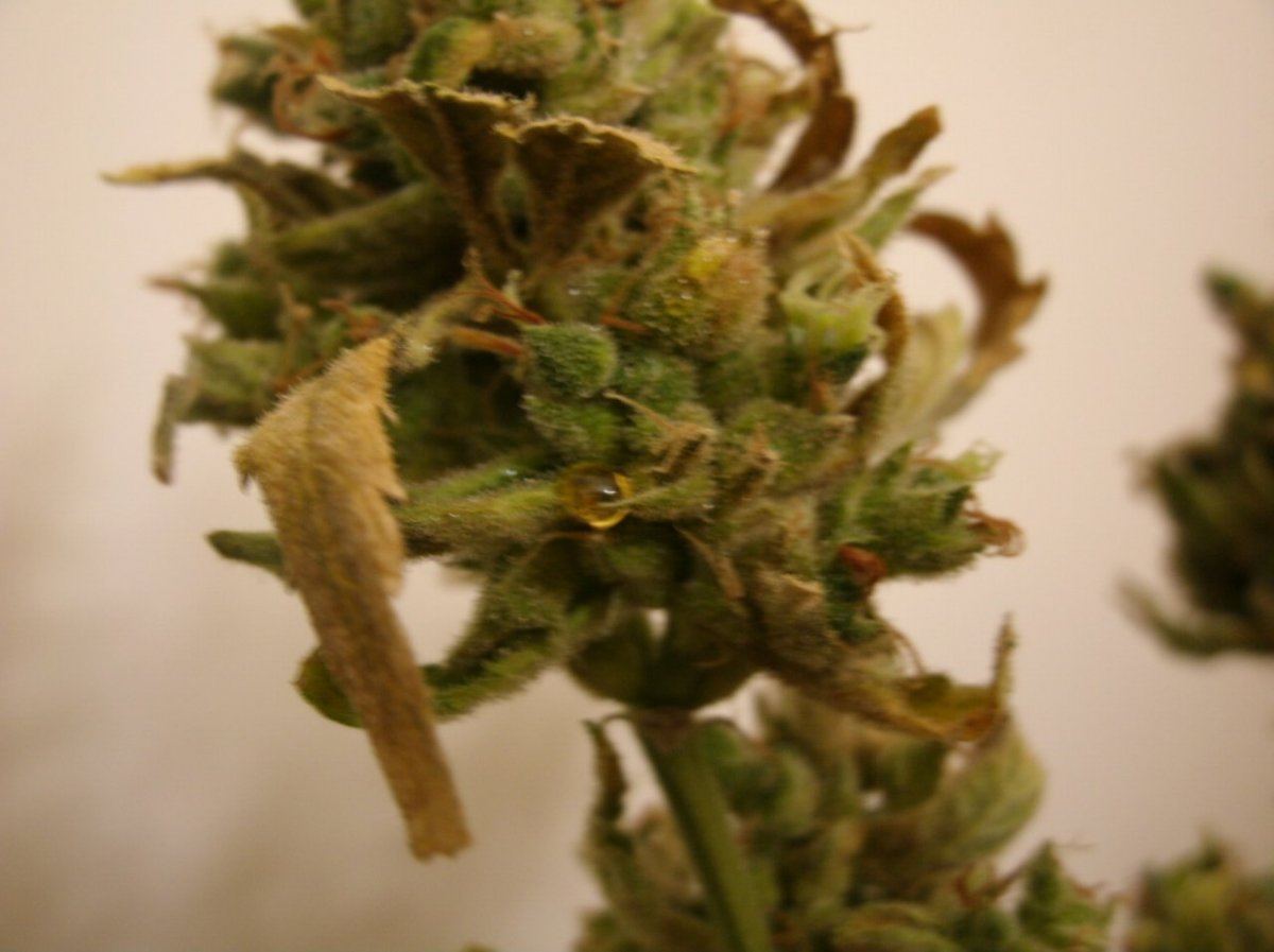 GEDC0060