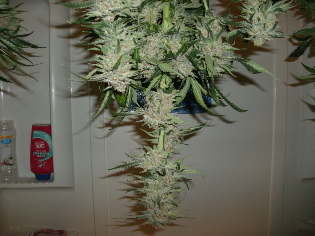 GEDC0202