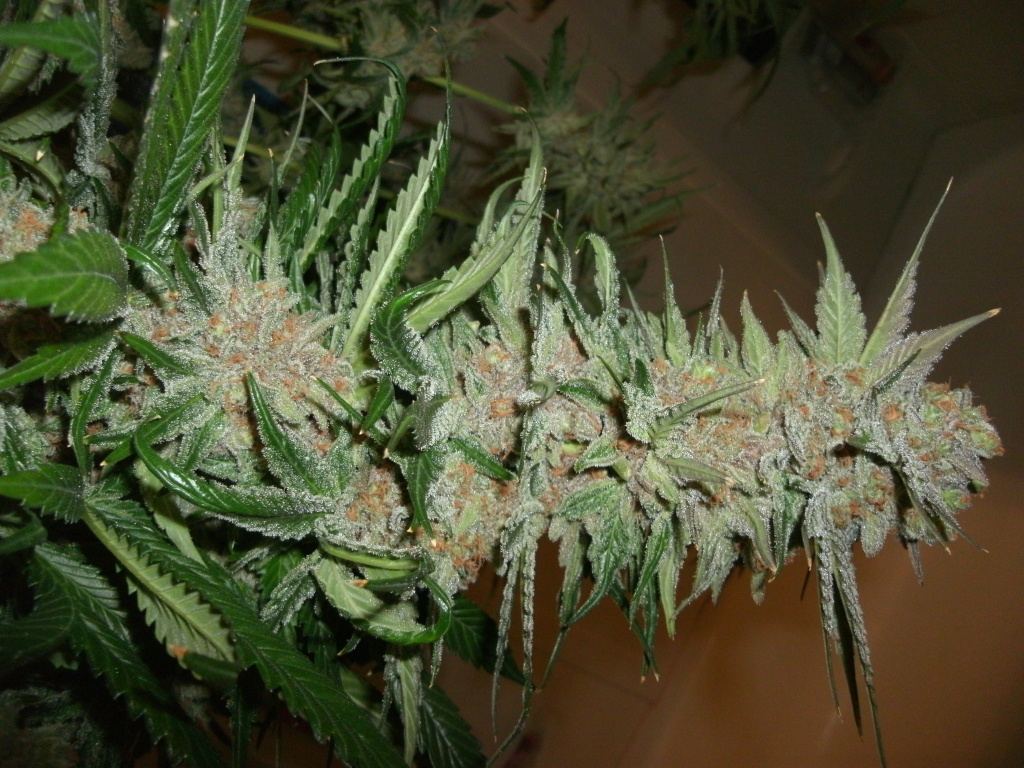 GEDC0206