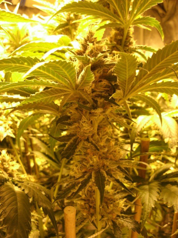 GEDC0238