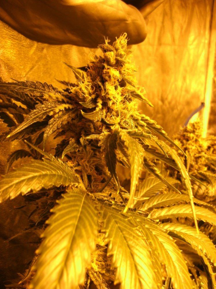 GEDC0243