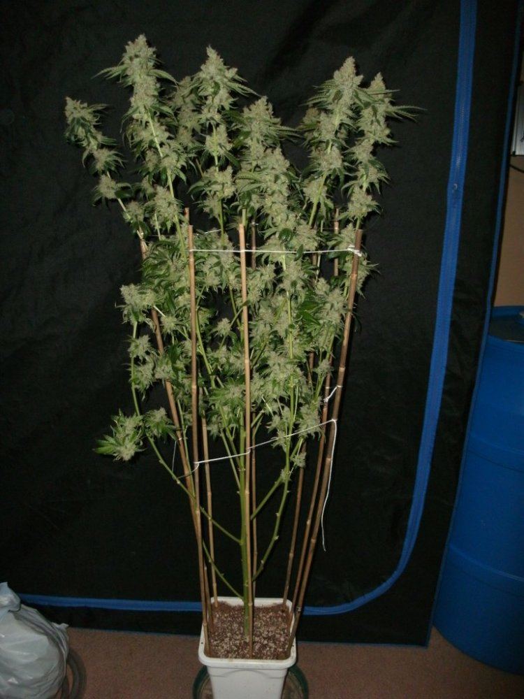 GEDC0257