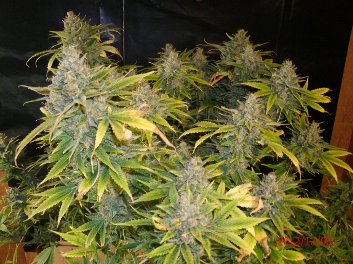 GEDC0862