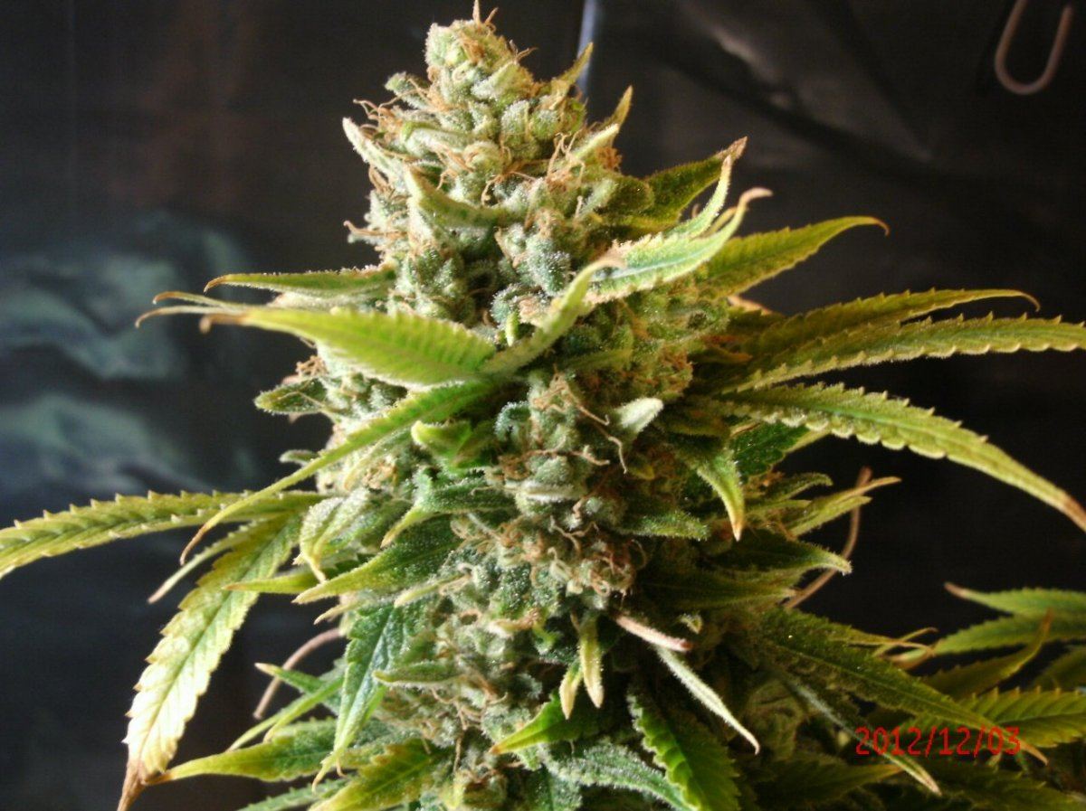 GEDC0864