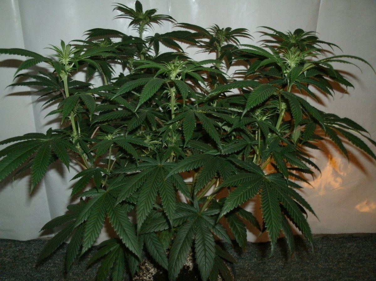 GEDC1093