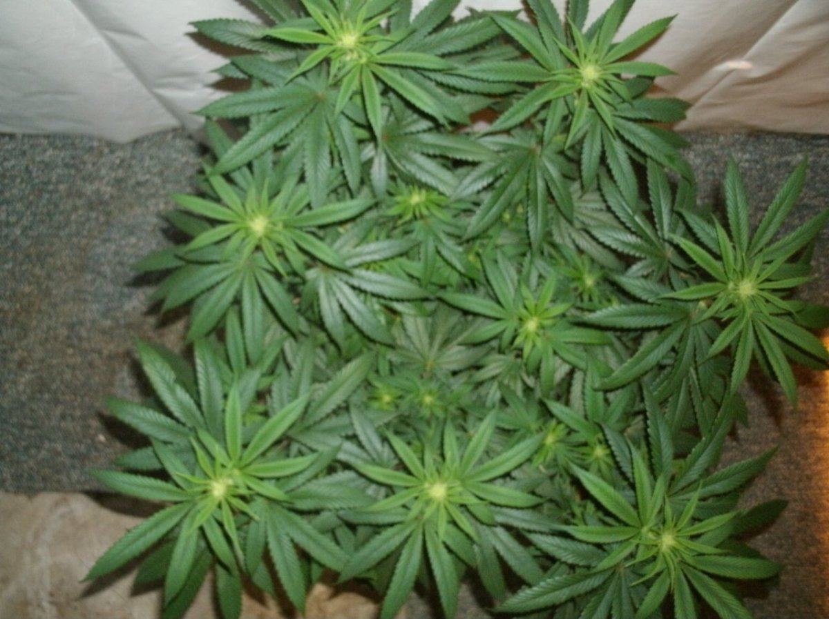 GEDC1095