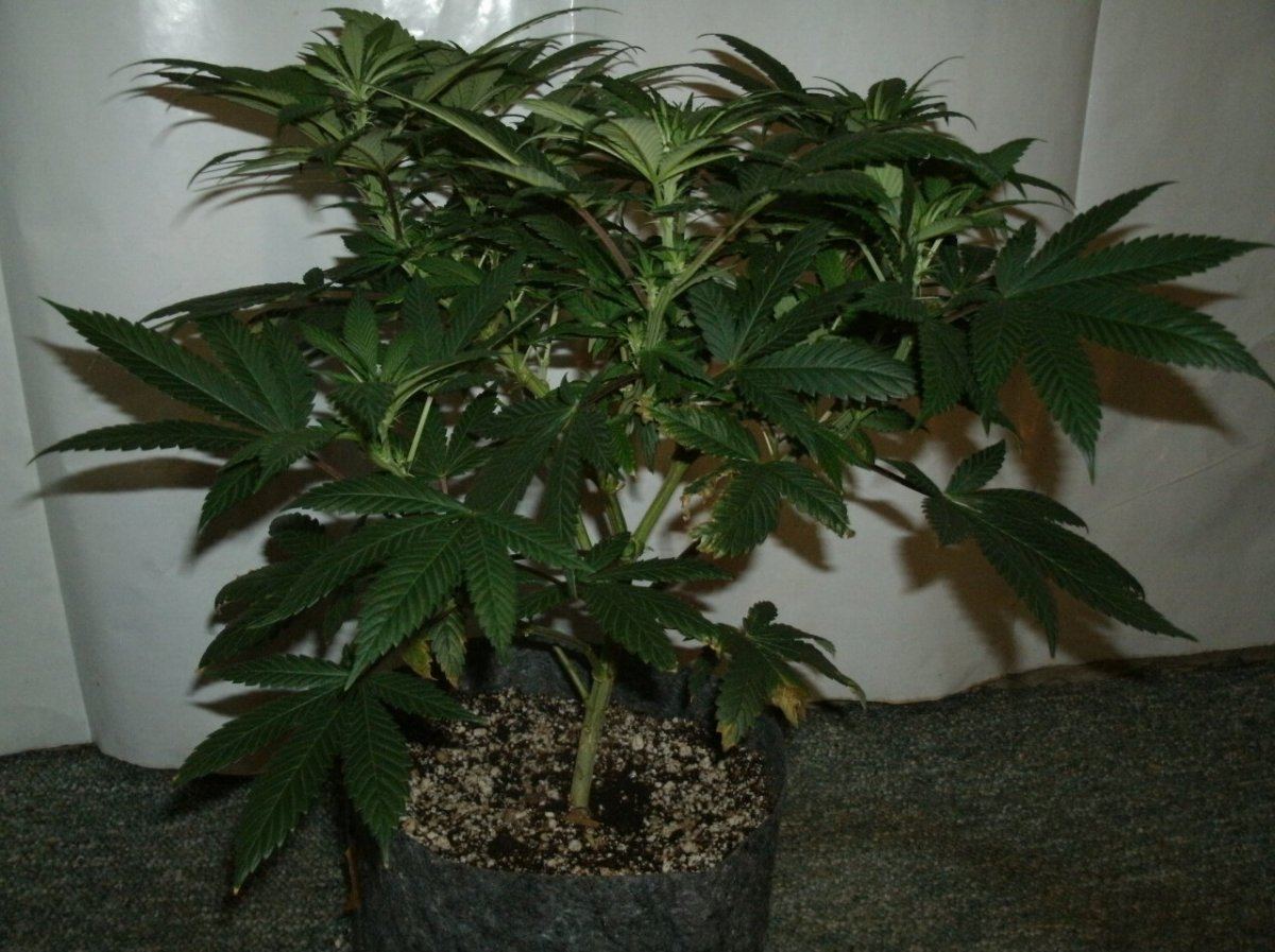 GEDC1096