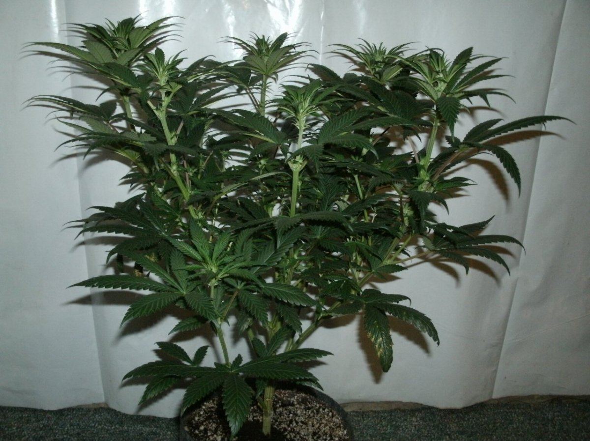 GEDC1098