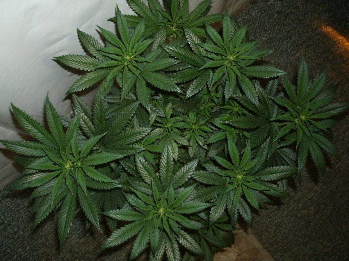 GEDC1099