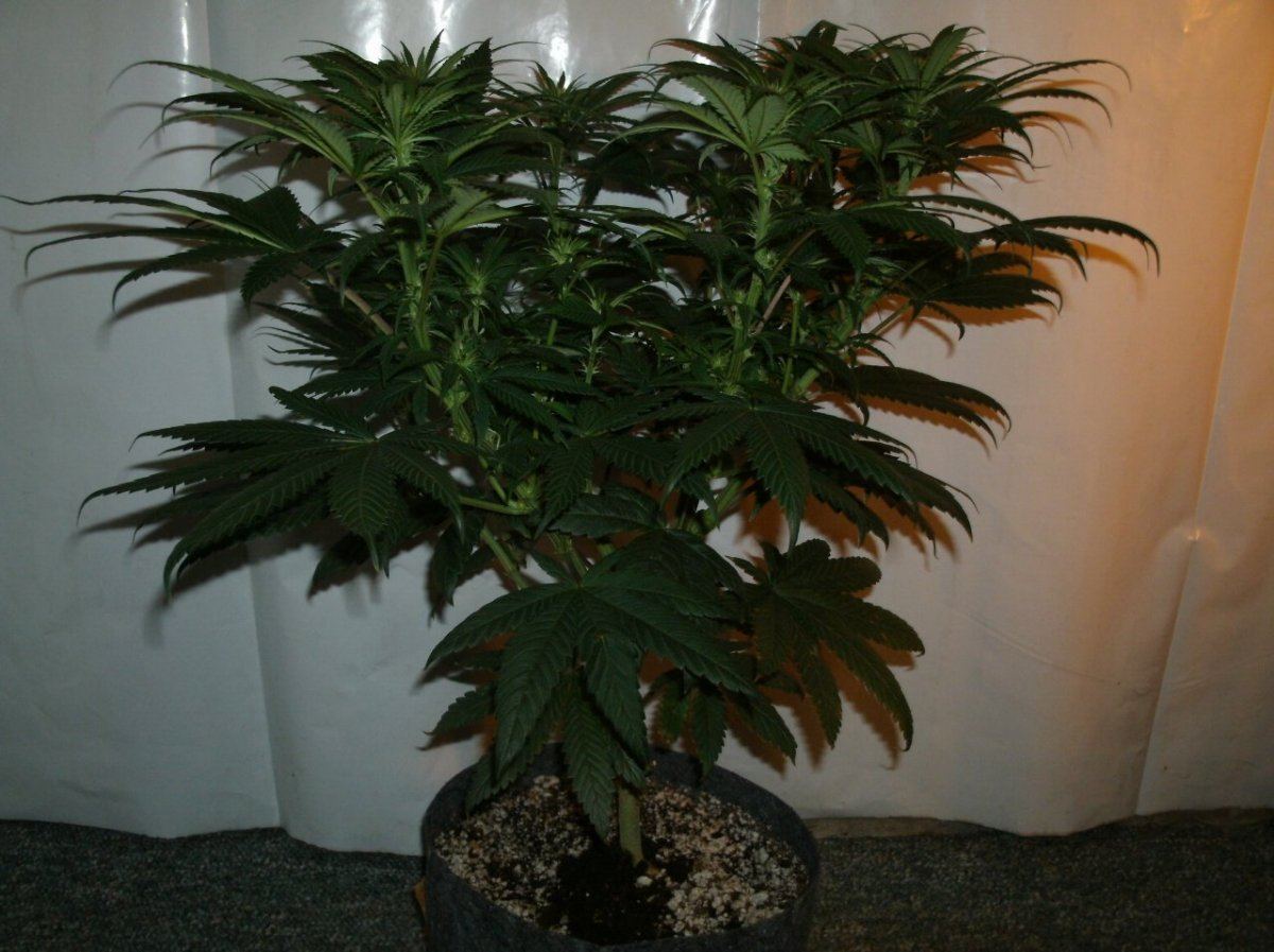 GEDC1100
