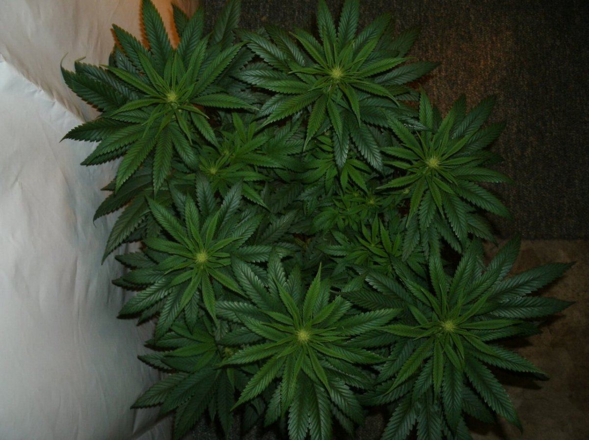 GEDC1101
