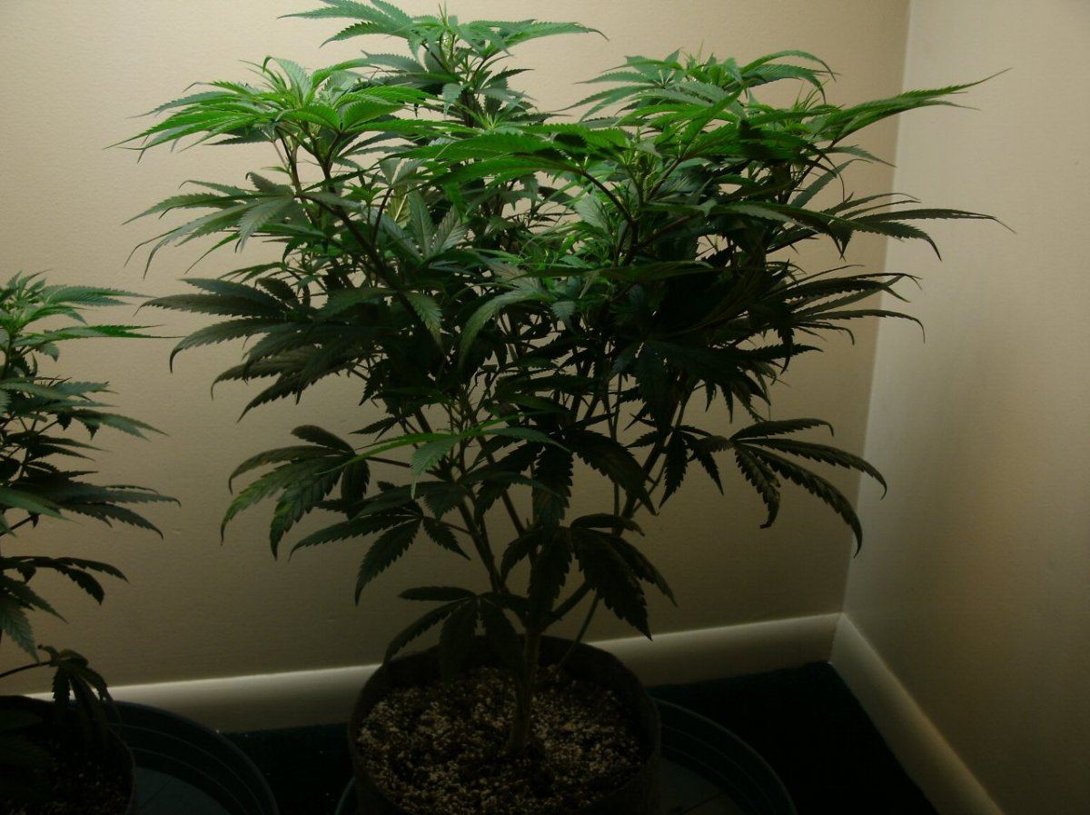 GEDC1136