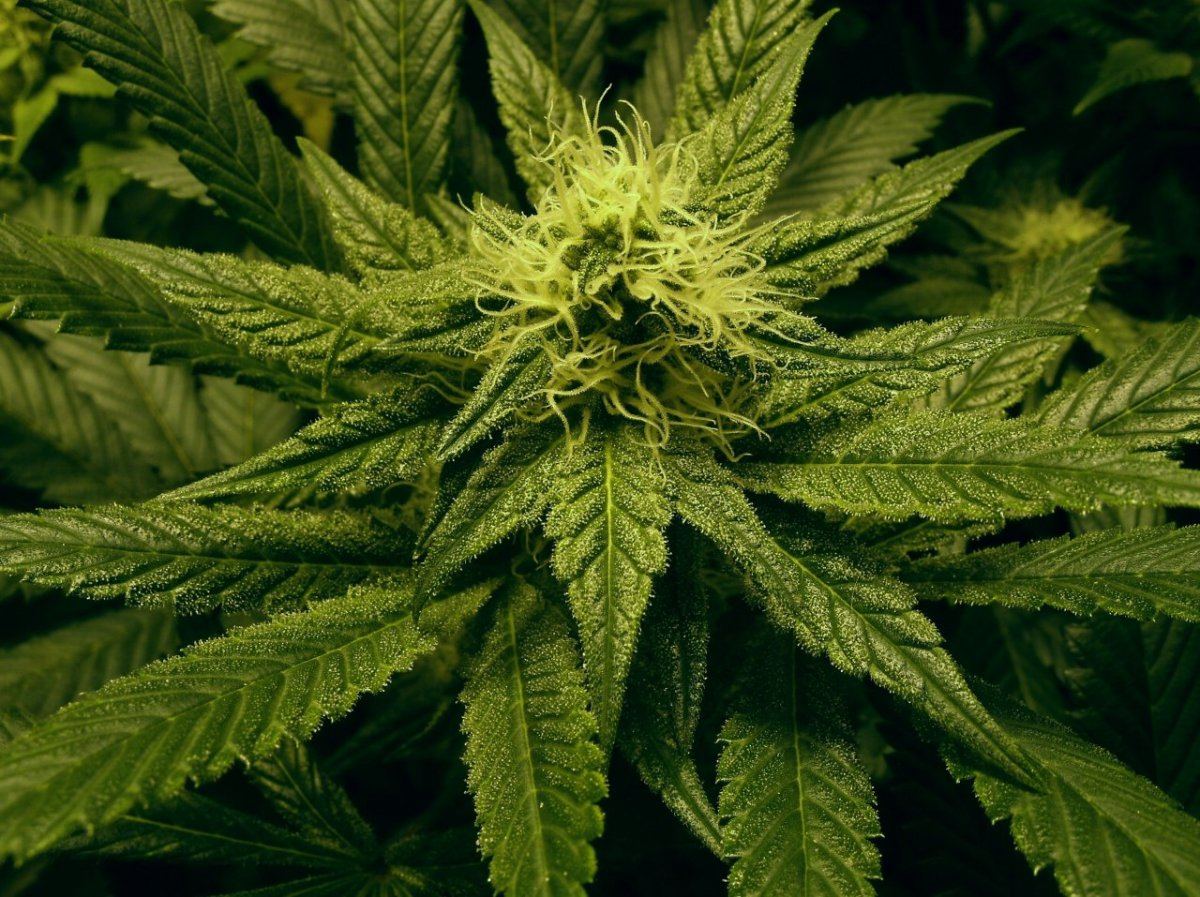 GEDC1242