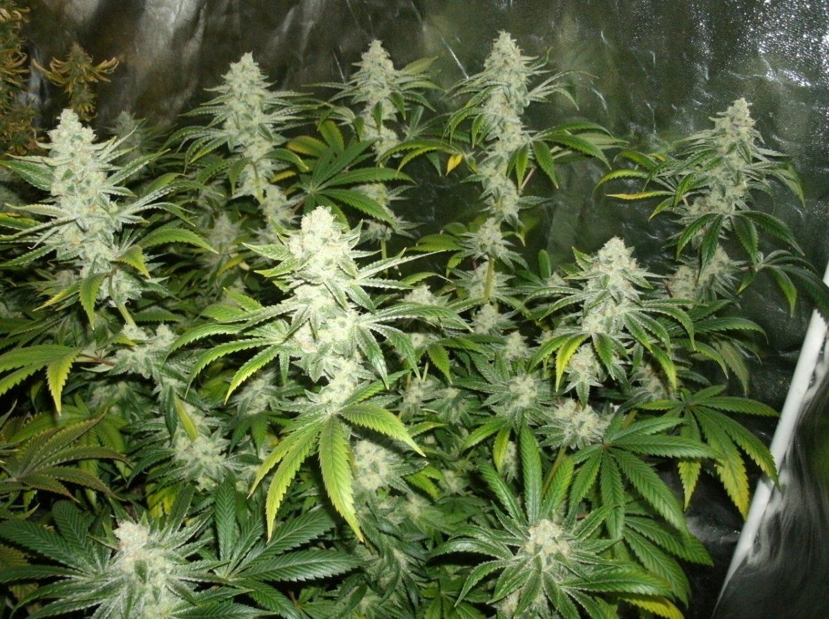 GEDC1398