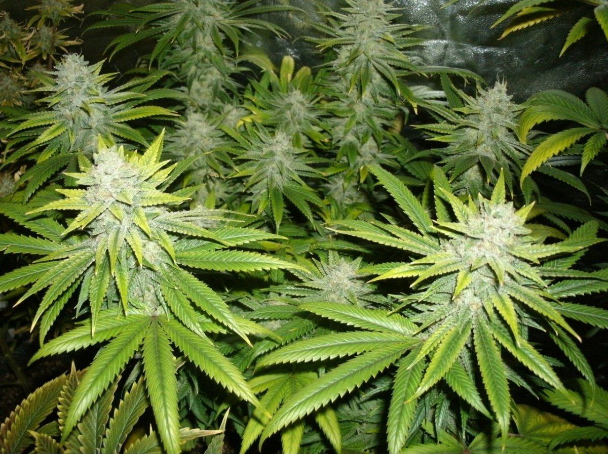 GEDC1405