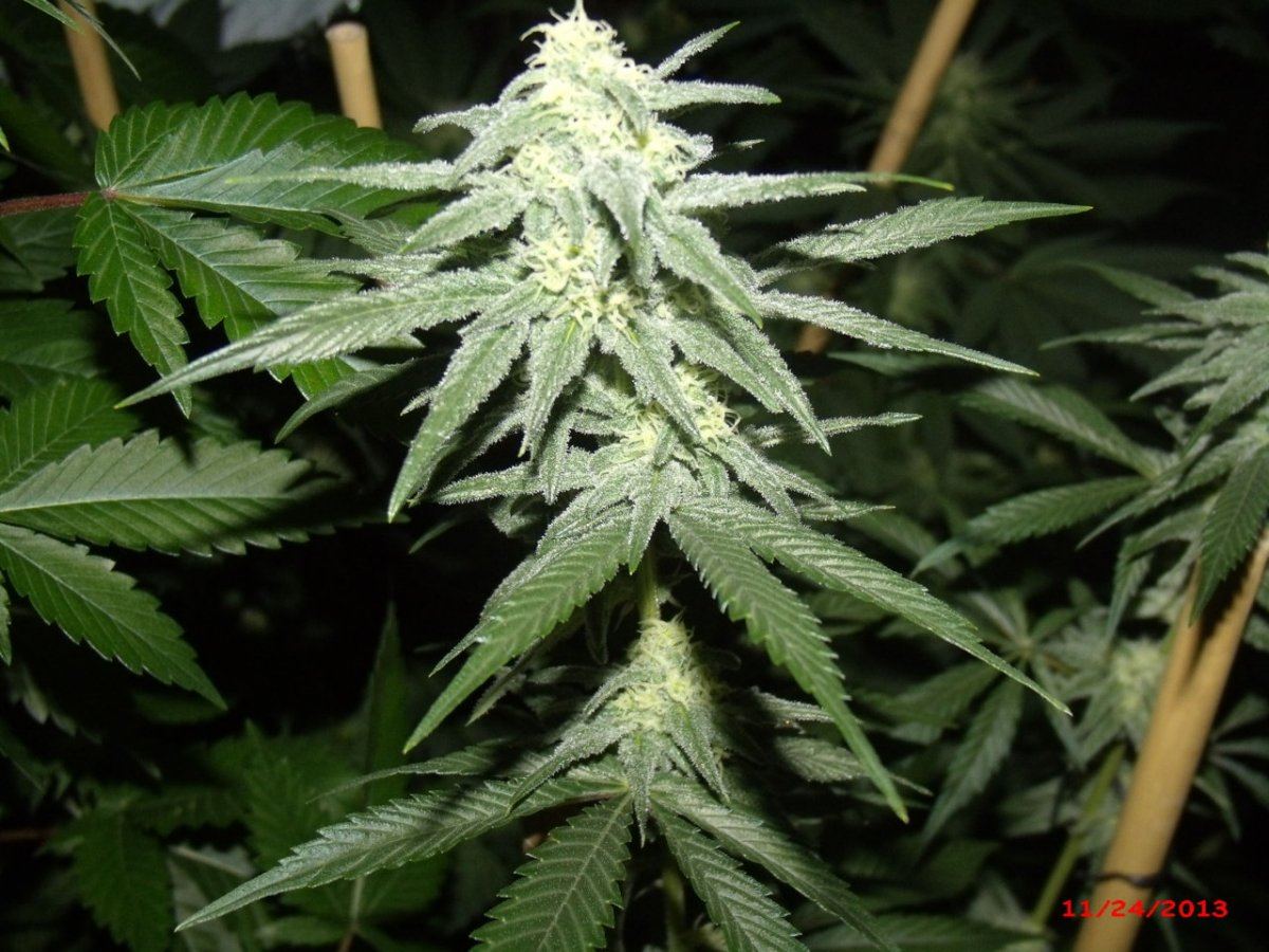 GEDC2765