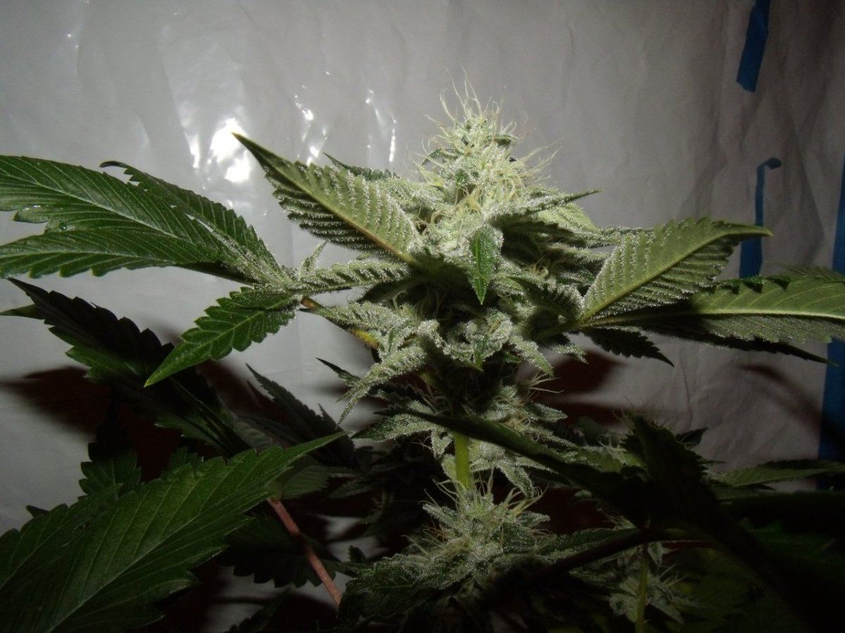 GEDC3012