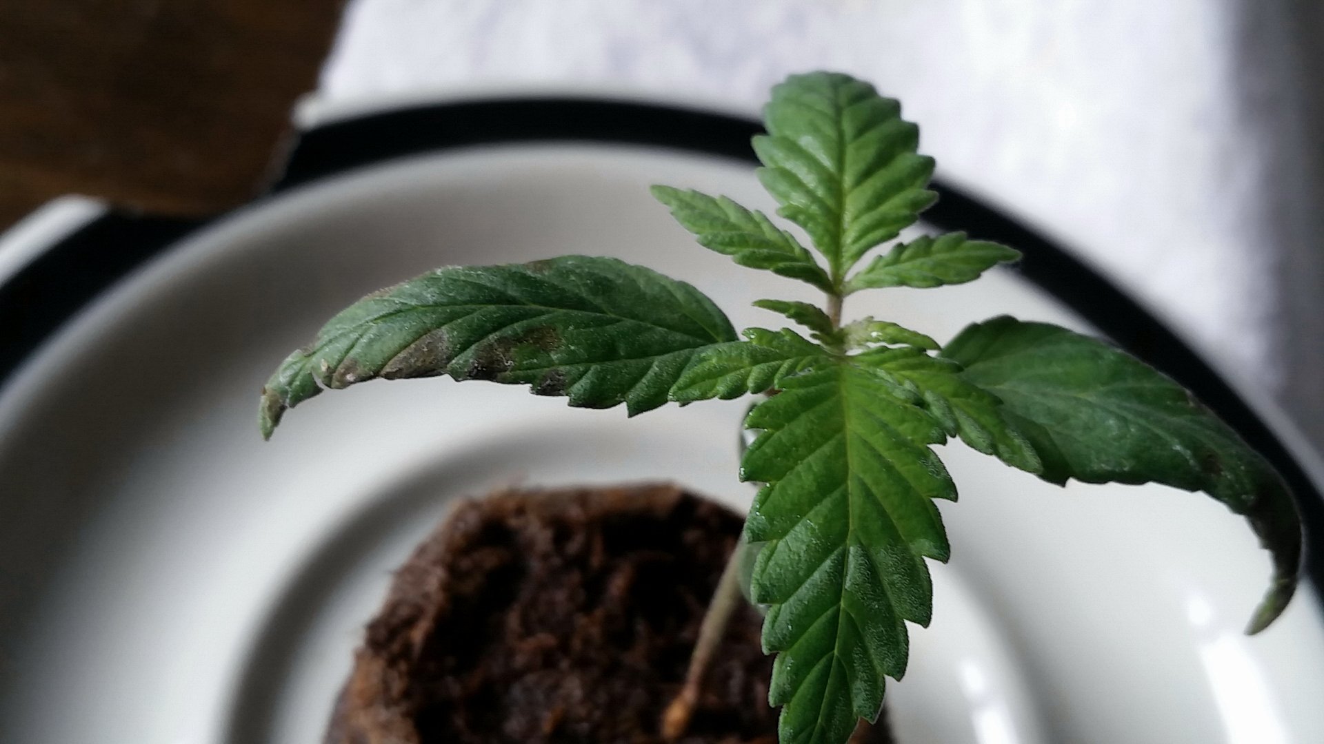 Gelato 1 burn