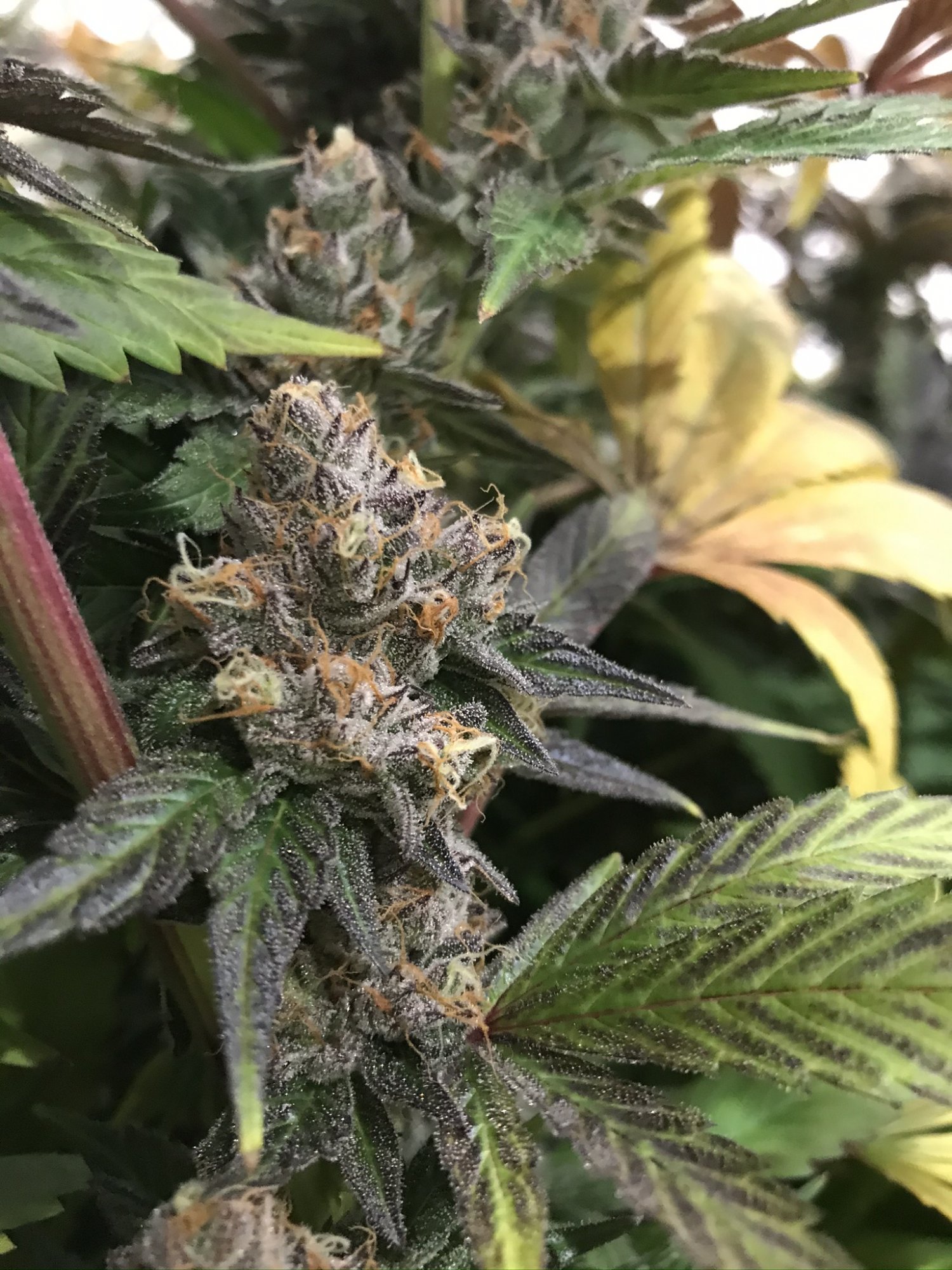 Gelato 1