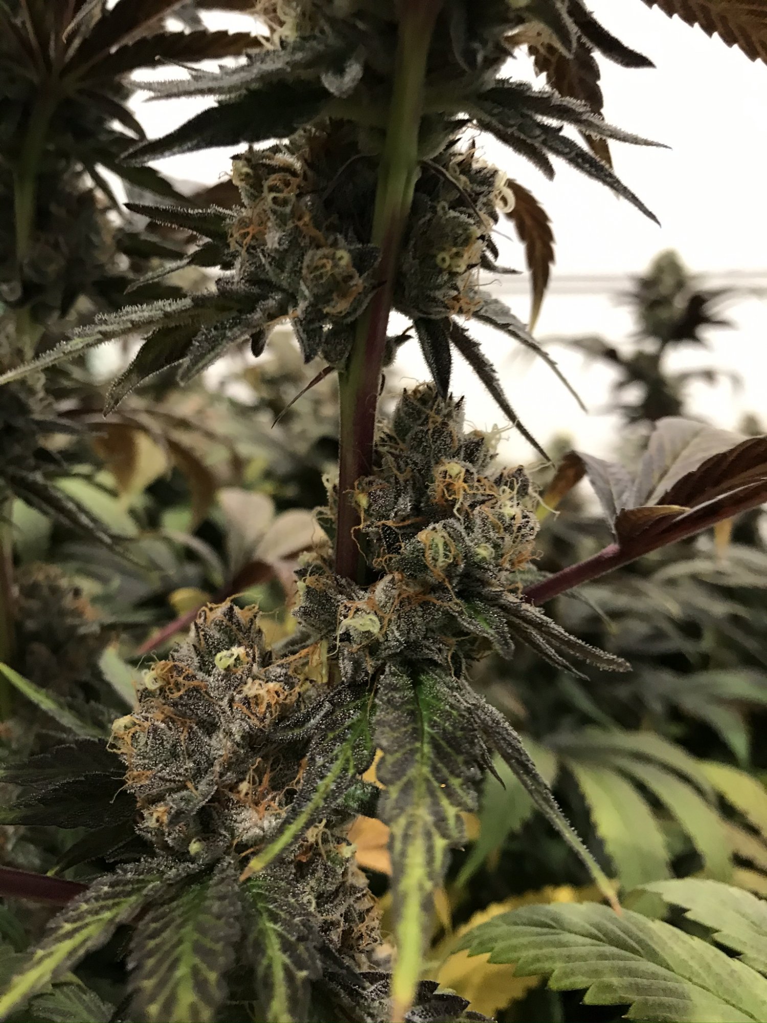 Gelato 11