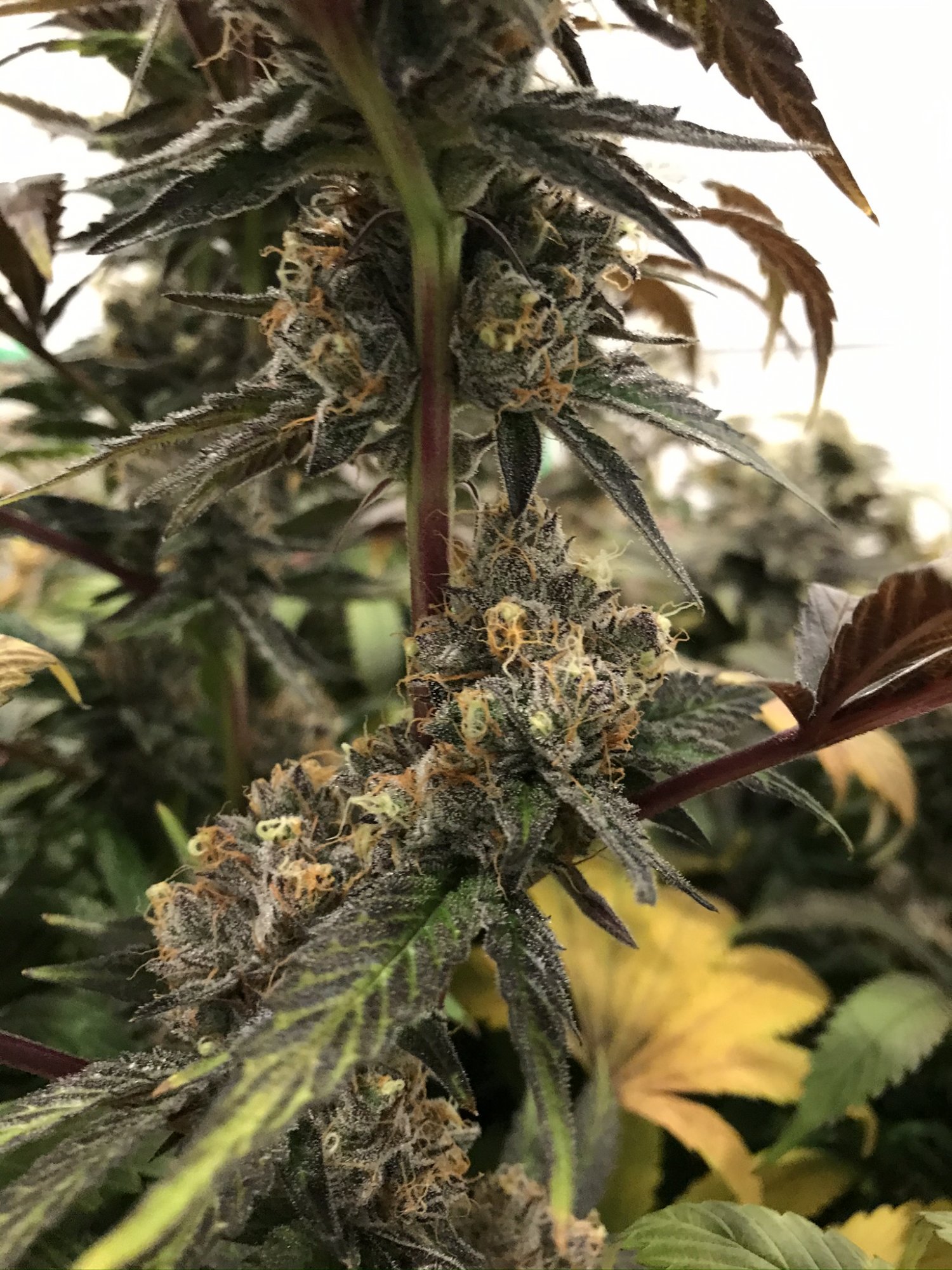 Gelato 12