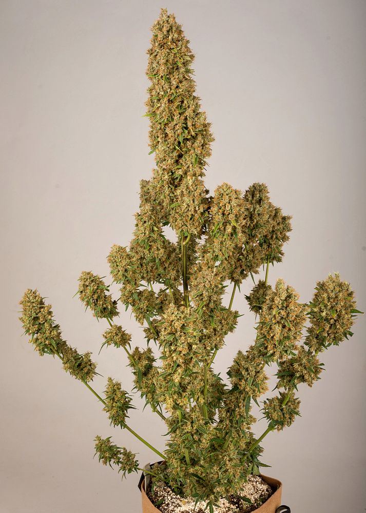 Gelato 13 Apr web