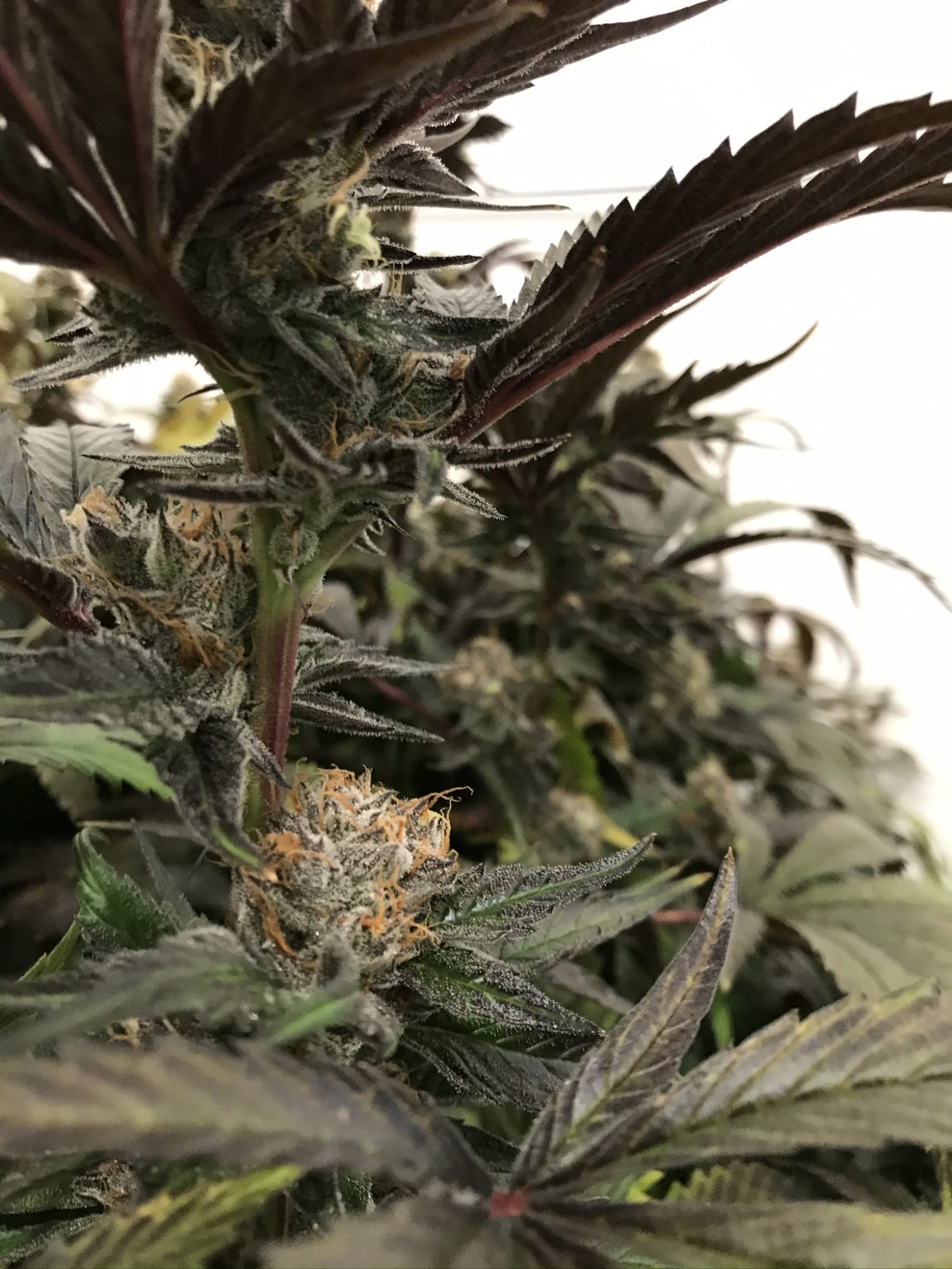 Gelato 13