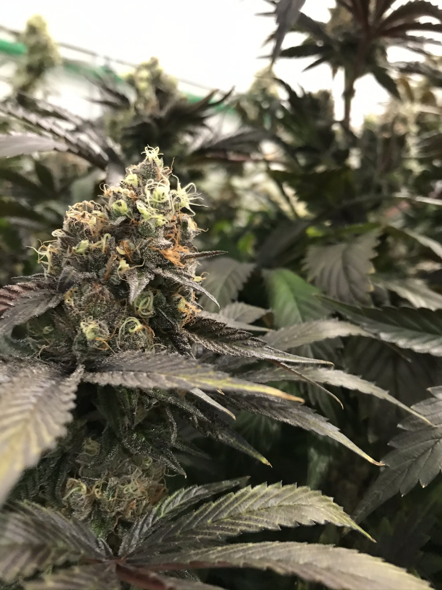 Gelato 14