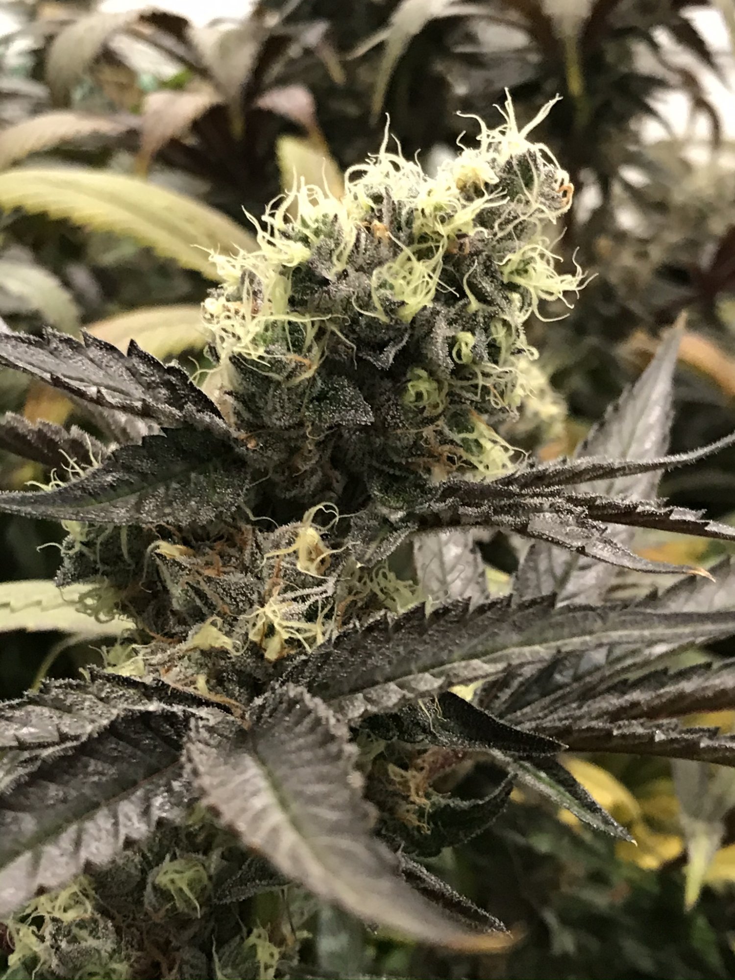 Gelato 15