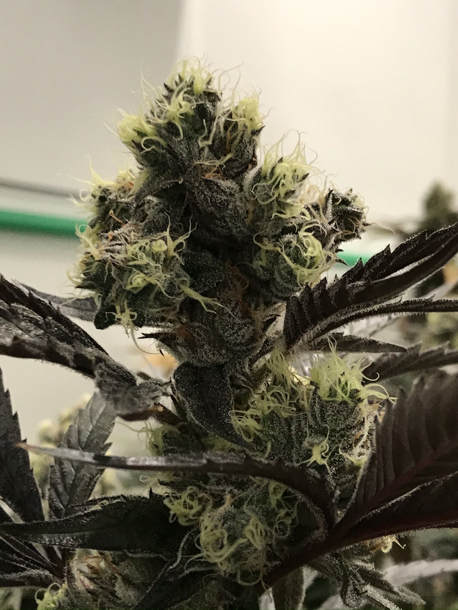 Gelato 16