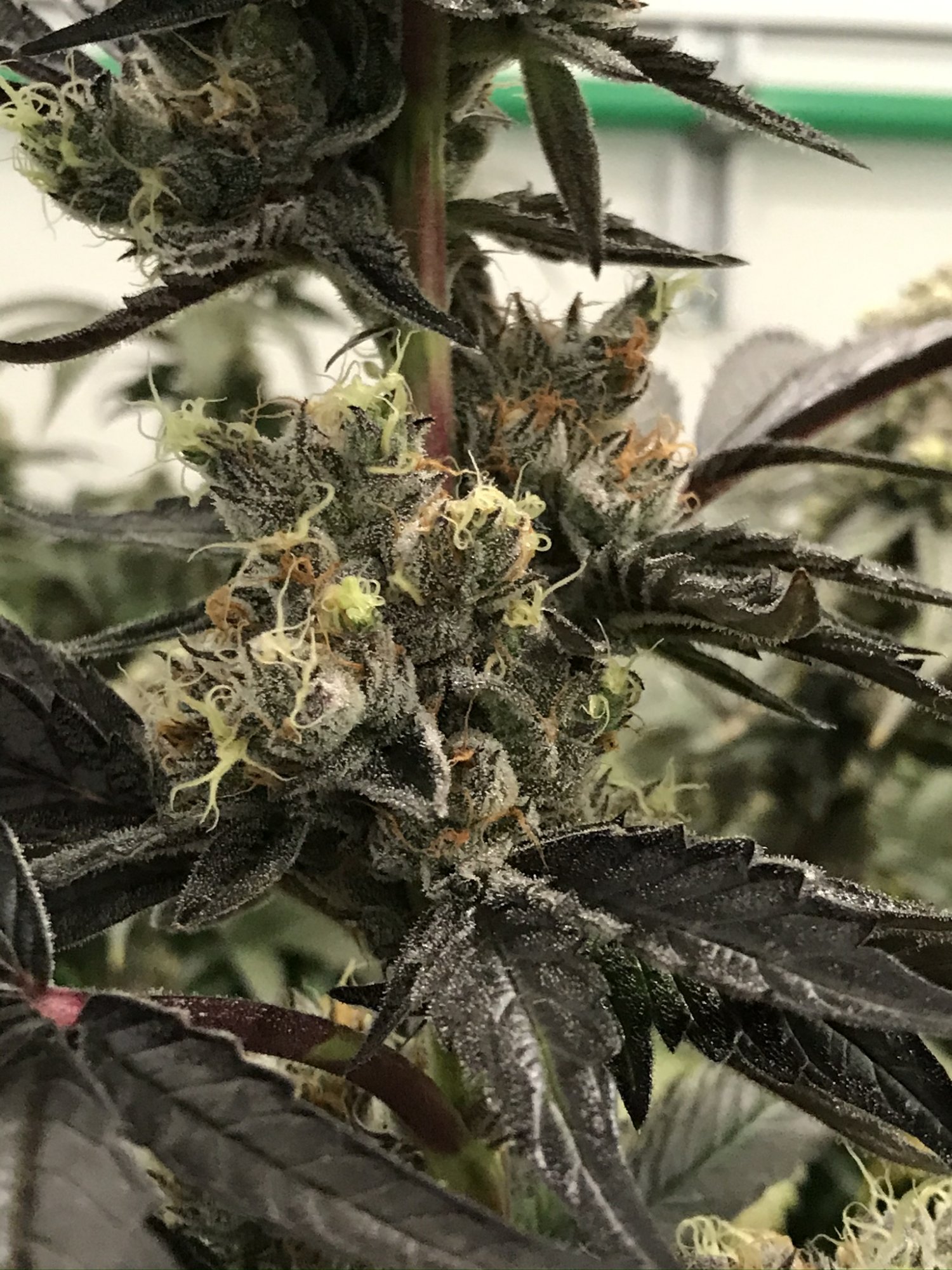 Gelato 17