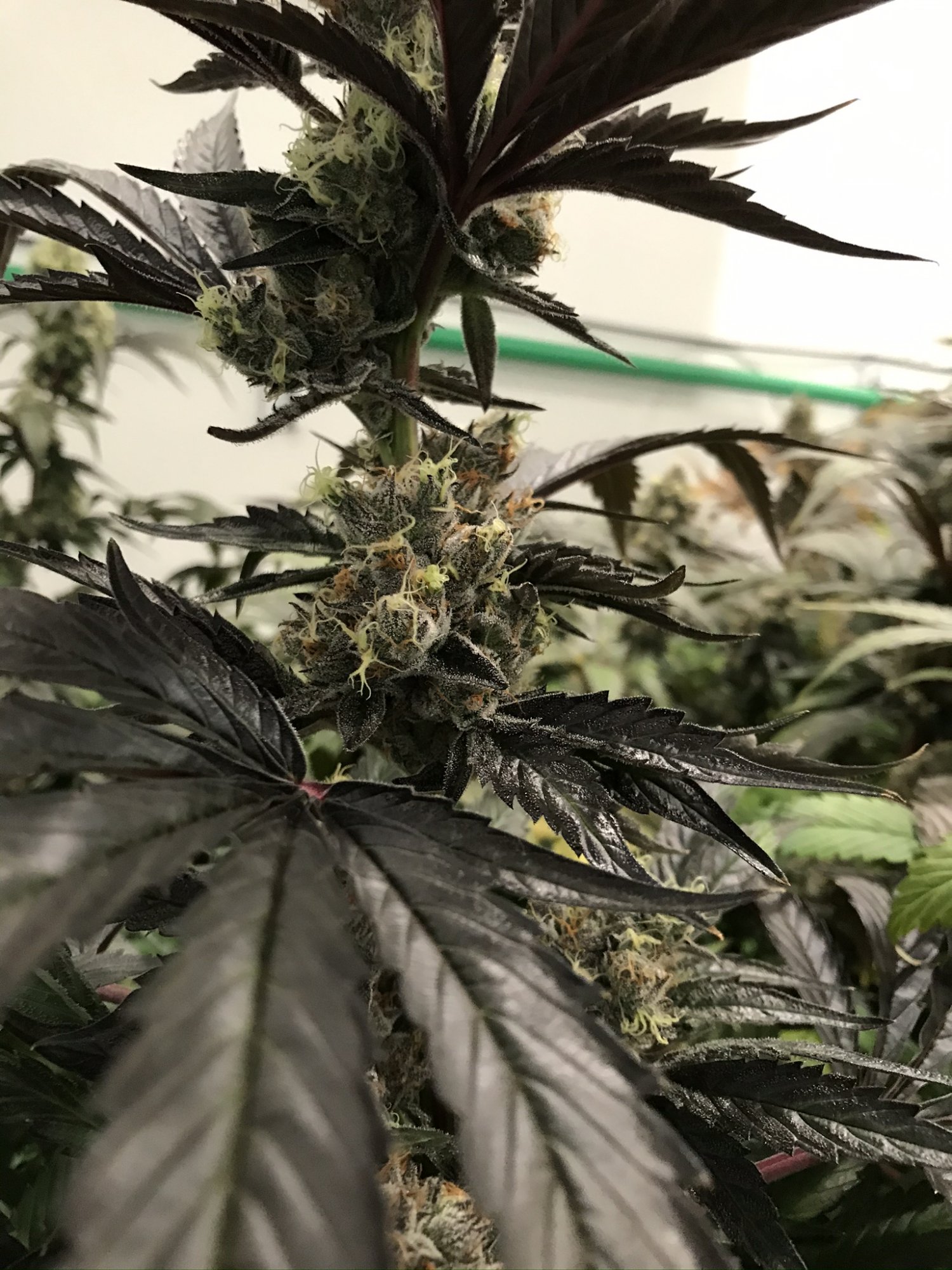 Gelato 18